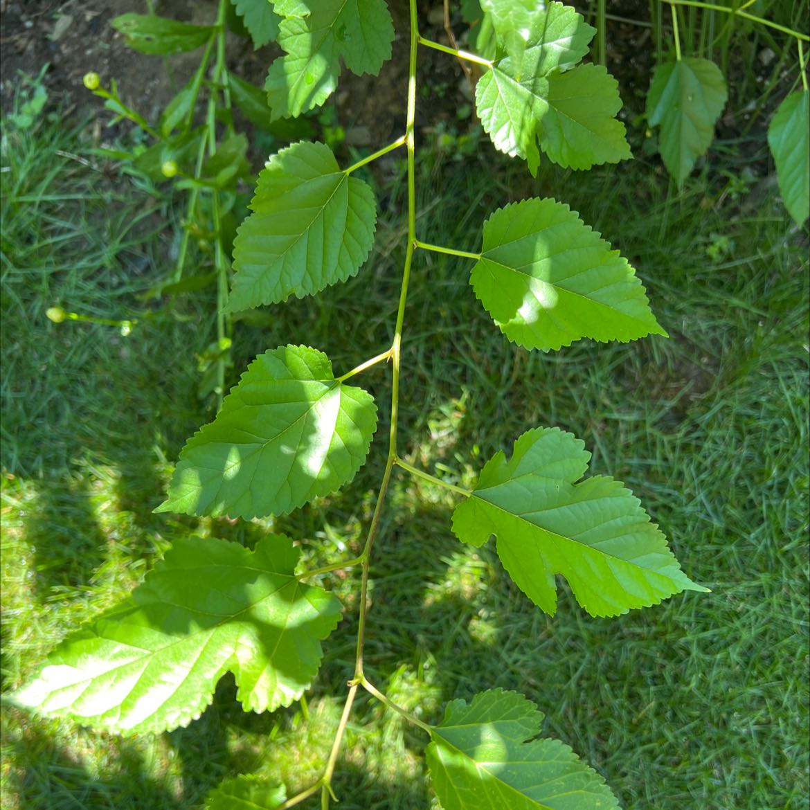 Image of a White Mulberry plant with healthy green leaves.
