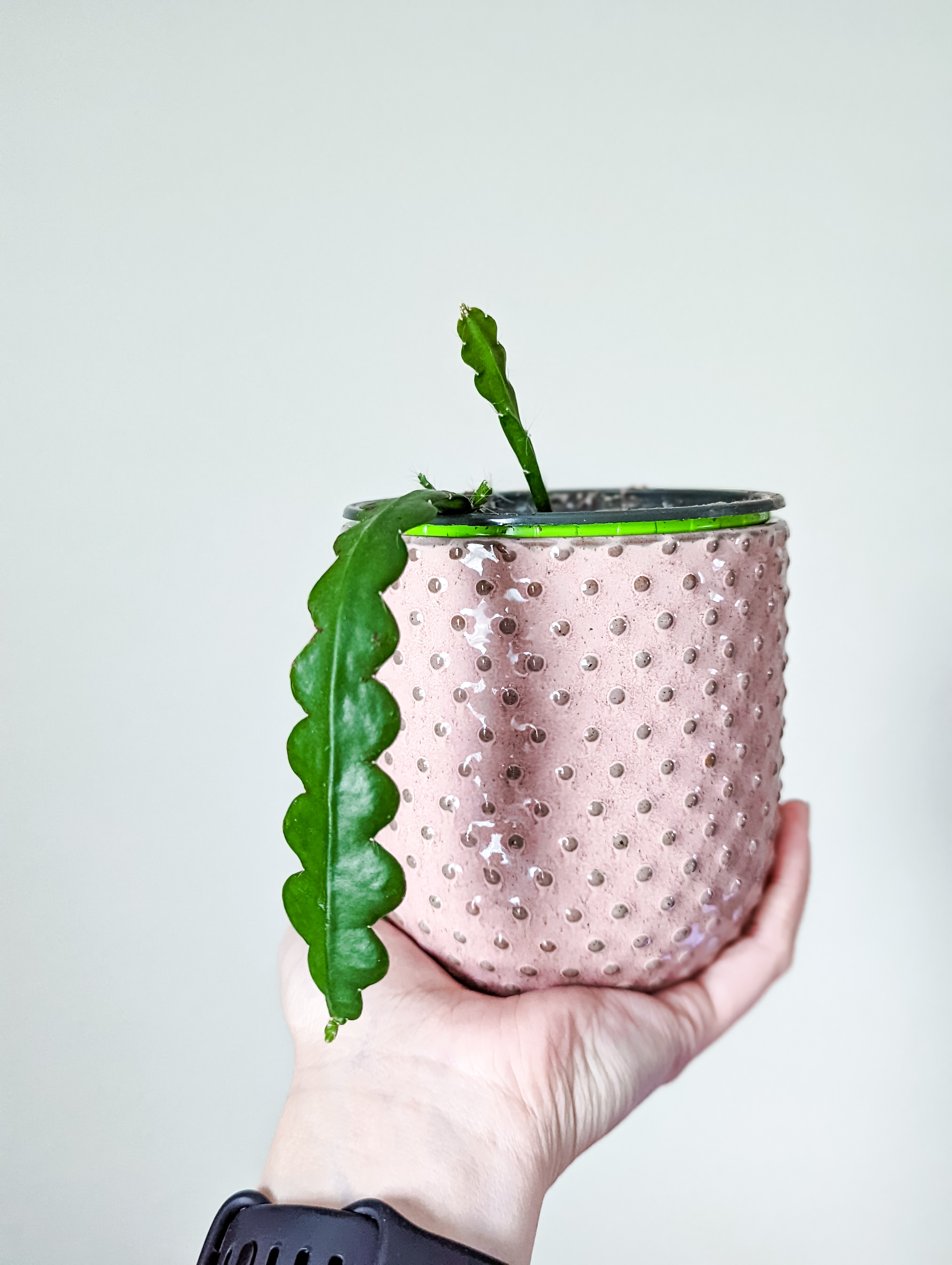 Photo of the plant species Fishbone cactus by @jusi1020 named Ziggy on Greg, the plant care app
