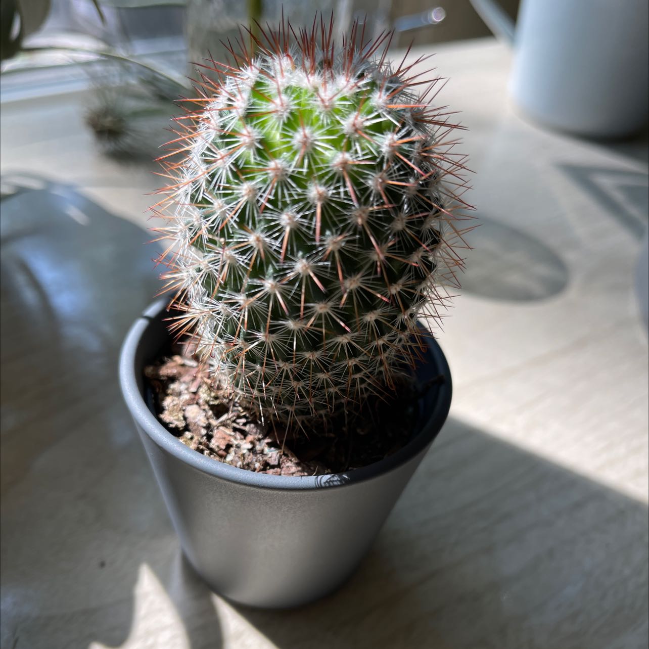 Photo of the plant species Mammillaria by @BusyChiltepin named Cactus 1 on Greg, the plant care app
