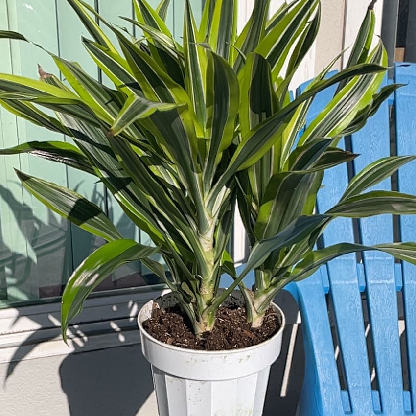 Dracaena 'Lemon Lime' plant in a white pot with vibrant green and yellow-striped leaves.