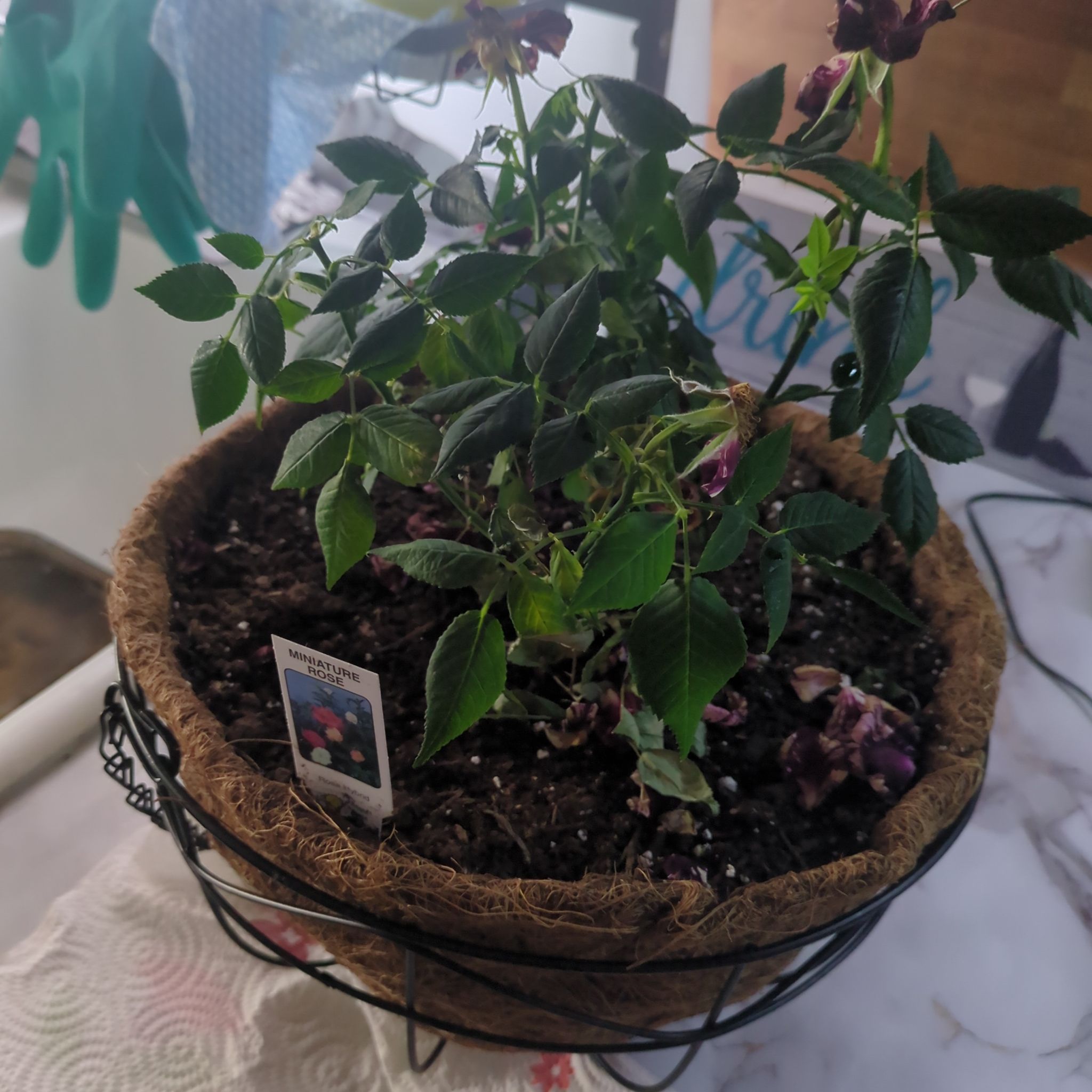 Photo of the plant species Miniature Rose by @SweetLeeMe named Rosie on Greg, the plant care app