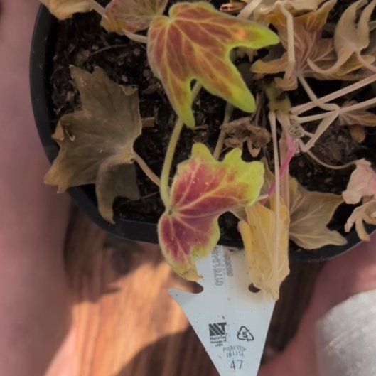 Photo of the plant species Vancouver Centennial Geranium by @SweetLeeMe named Foxxy on Greg, the plant care app