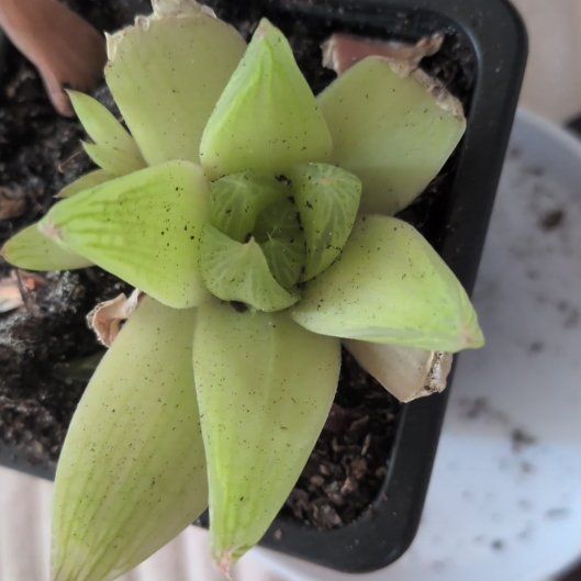 Photo of the plant species Giant Chalk Dudleya by @SweetLeeMe named McKinley on Greg, the plant care app