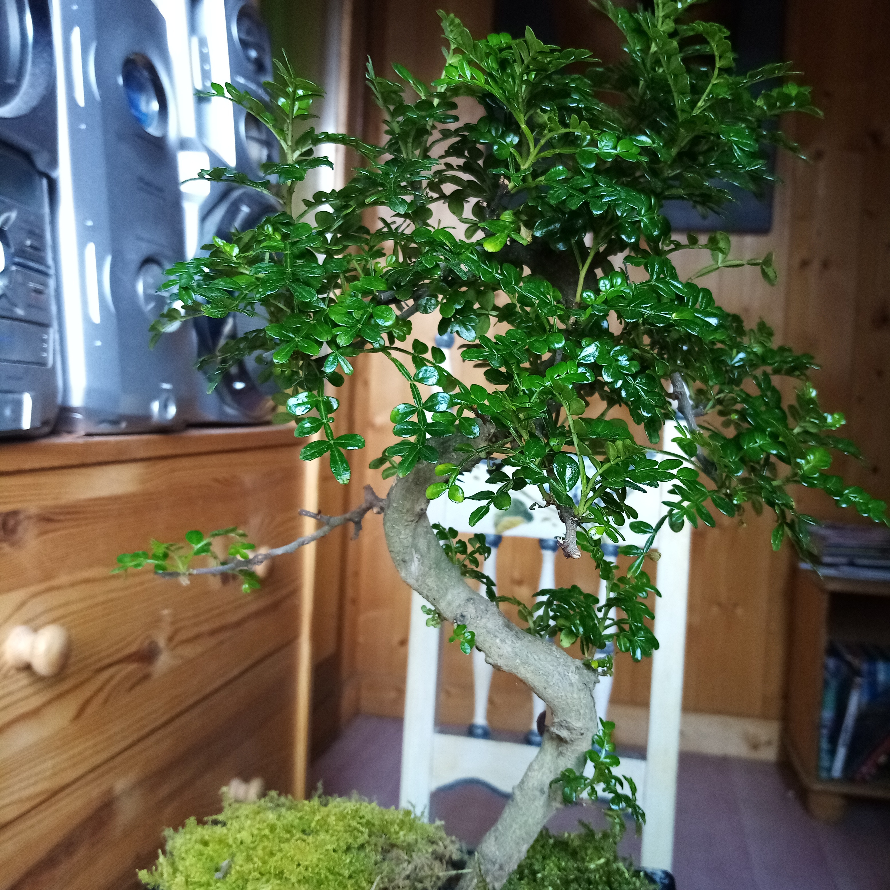 Pistacia Weinmann