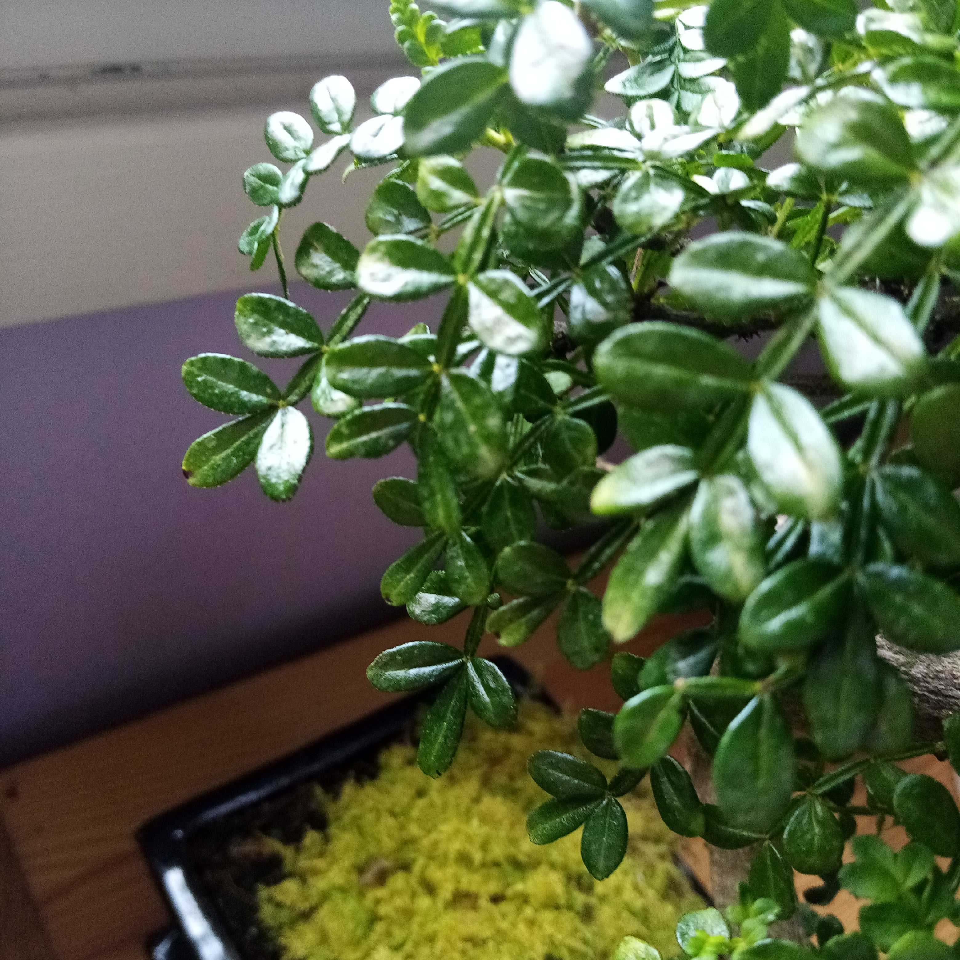 How to Care for Your Pistachio in Winter 🥜