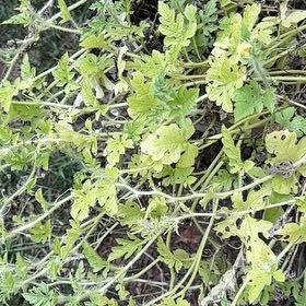 Photo of the plant species Smallflower Buttercup by @NewDogrose named Demi on Greg, the plant care app