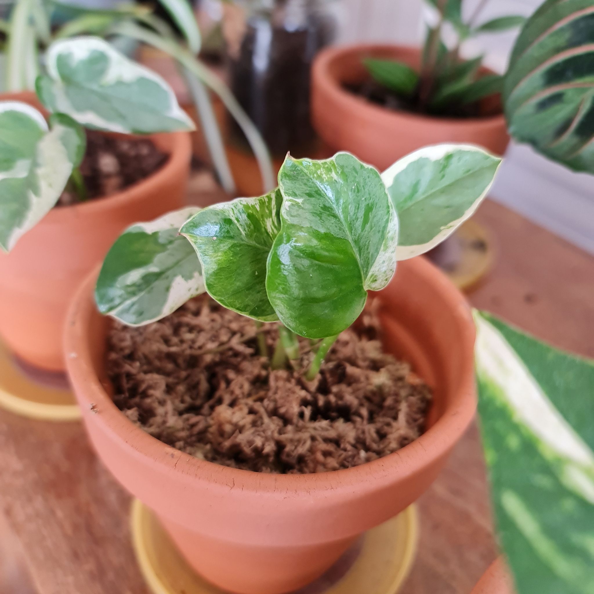 Glacier Pothos plant in a terracotta pot with variegated green and white leaves.