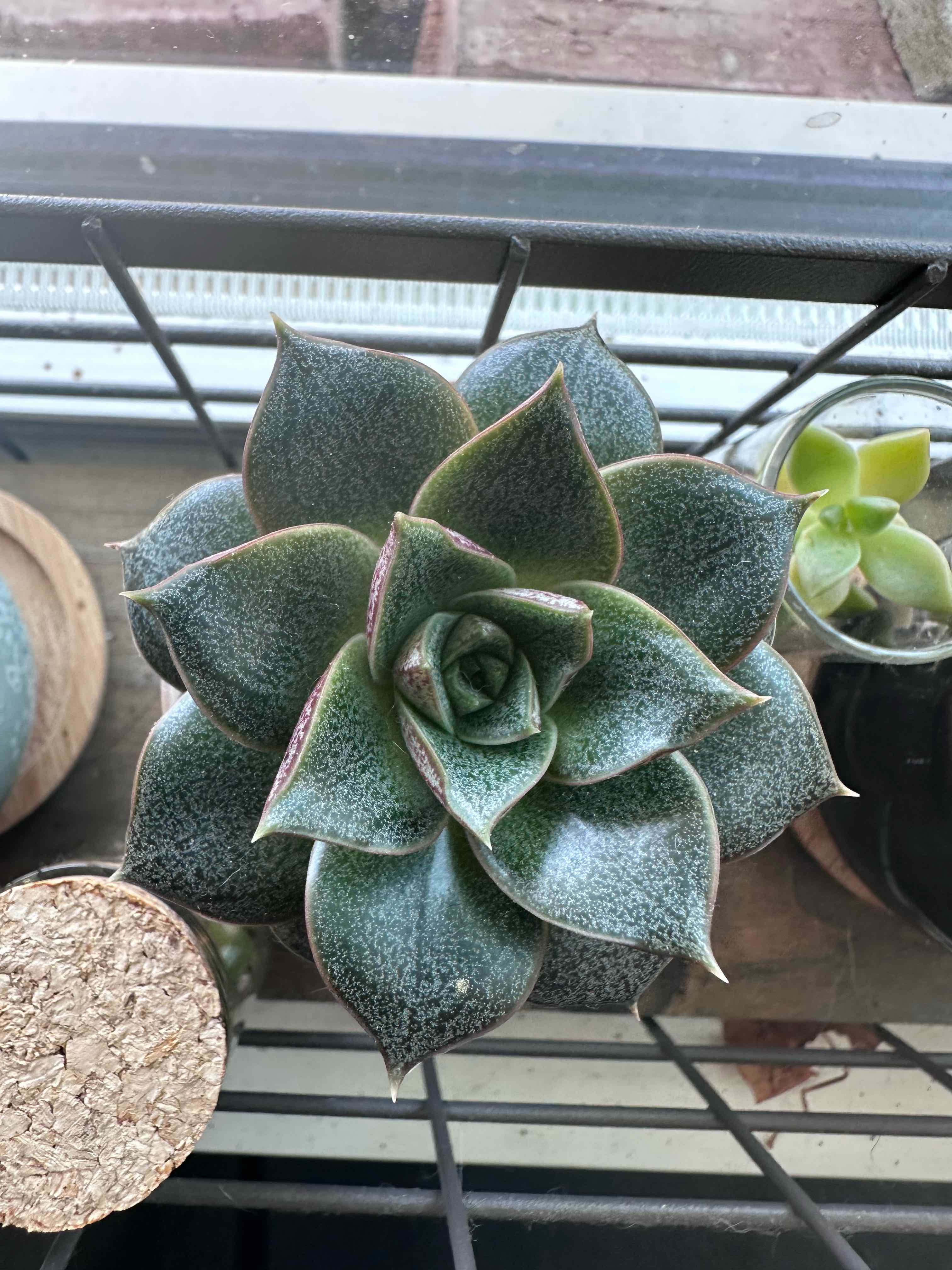 Photo of the plant species Urbinia by @FiercelyFree named Baby in a Corner on Greg, the plant care app