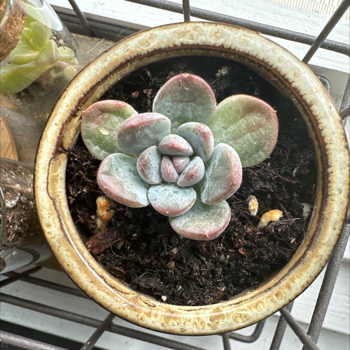Graptoveria 'Opalina' succulent in a pot with visible soil, well-centered and healthy.