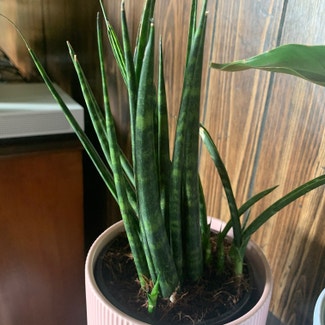 cylindrical snake plant plant in Somewhere on Earth