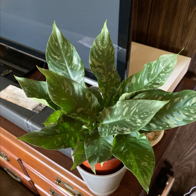 Photo of the plant species Schismatoglottis Thailand by @FiercelyFree named Apinya on Greg, the plant care app