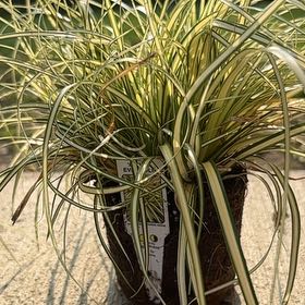 Photo of the plant species Japanese Sedge by @FiercelyFree named Planty on Greg, the plant care app