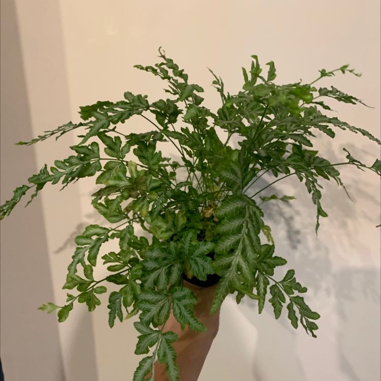 Brake Fern with green fronds held by a hand, well-framed and in focus.
