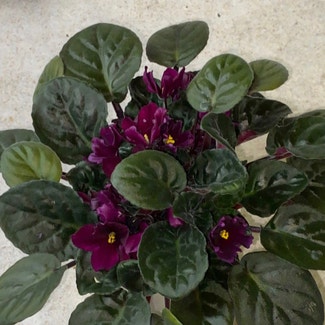 Kenyan Violet plant in Auburn, Indiana