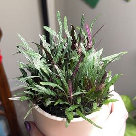 Photo of the plant species Idea For Terrariums by @ELKLORD named Pennyroyal on Greg, the plant care app