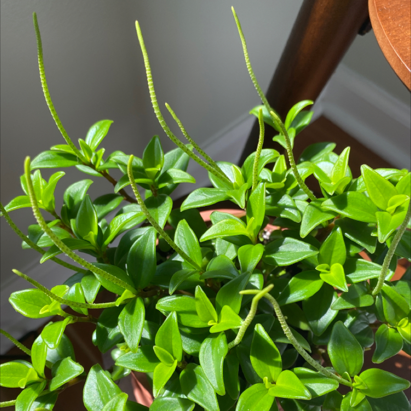 Healthy Peperomia 'Amigo Marcello' plant with vibrant green leaves.