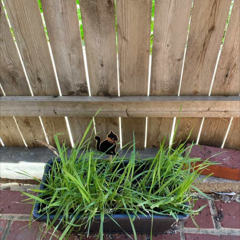 Planter box with healthy Orchard Grass against a wooden fence.