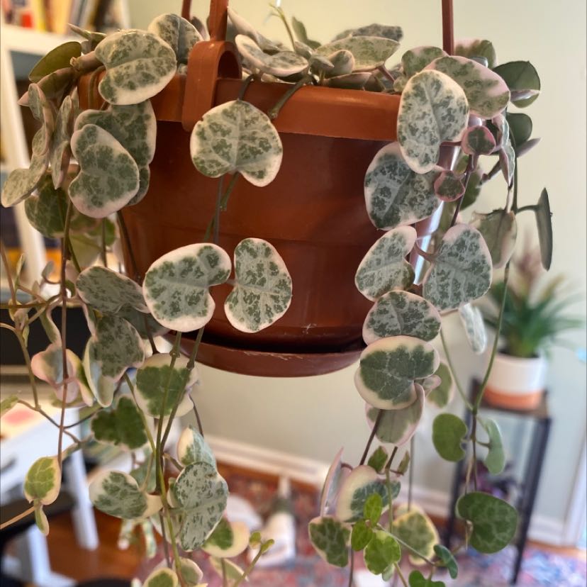 Variegated String of Hearts plant in a hanging pot, healthy with characteristic leaf pattern.