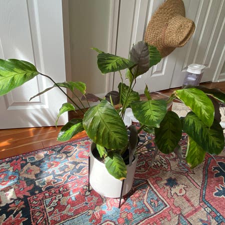 Photo of the plant species Albert's Prayer Plant by Hayleyb11 named Alberto on Greg, the plant care app