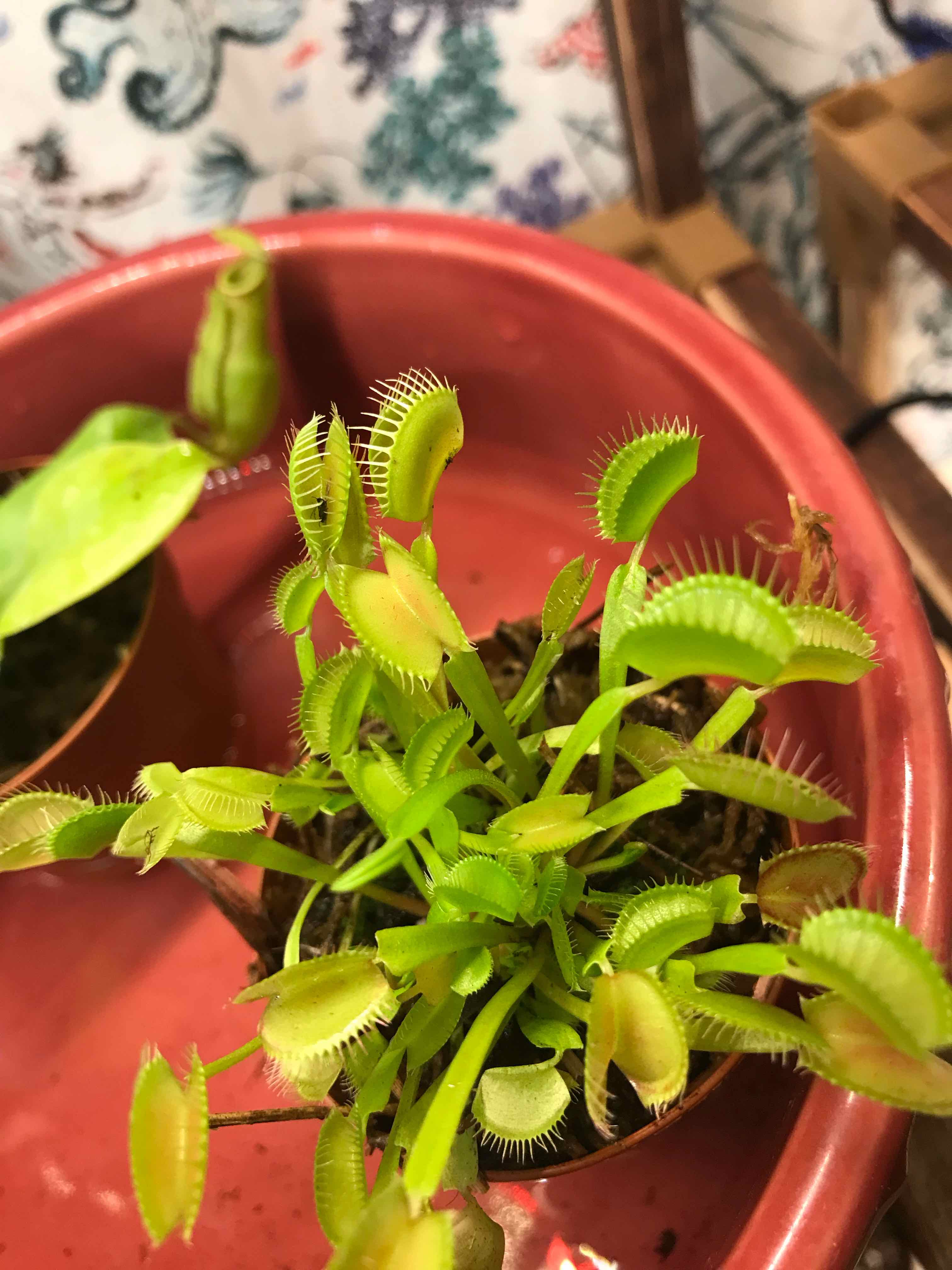 Plant care for Bearded Sundew on Greg, the plant care app