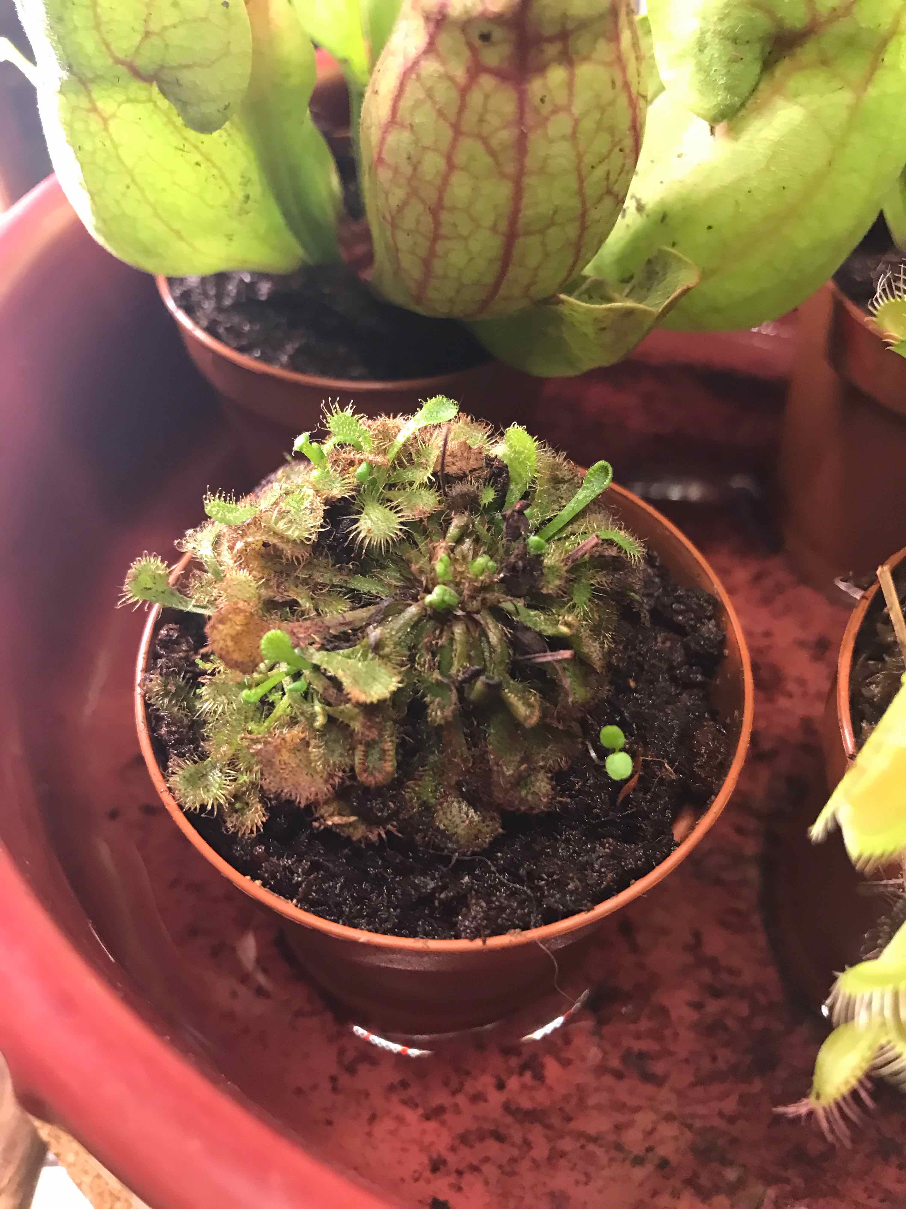 Round-Leaved Sundew plant in a small pot with visible moist soil.