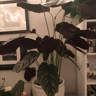 Pinstripe Calathea plant in Somewhere on Earth