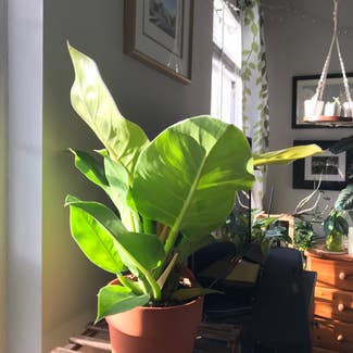 Philodendron 'Moonlight' plant in Somewhere on Earth