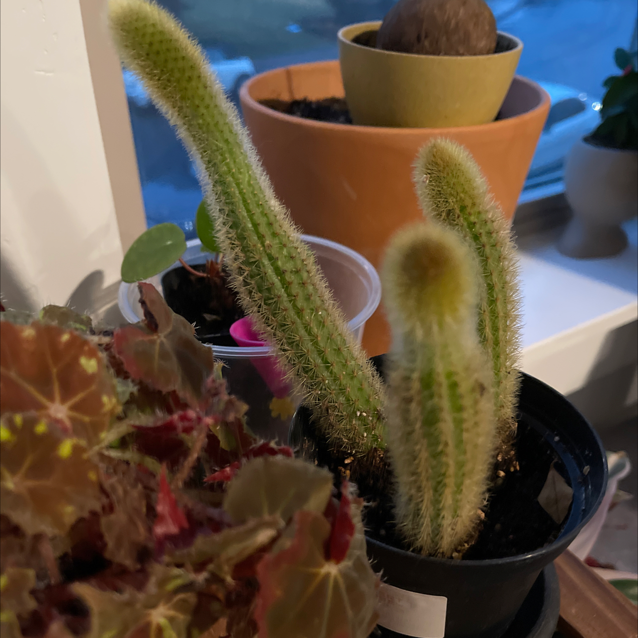 Golden Rat Tail cactus with three stems in a pot, soil visible, healthy appearance.