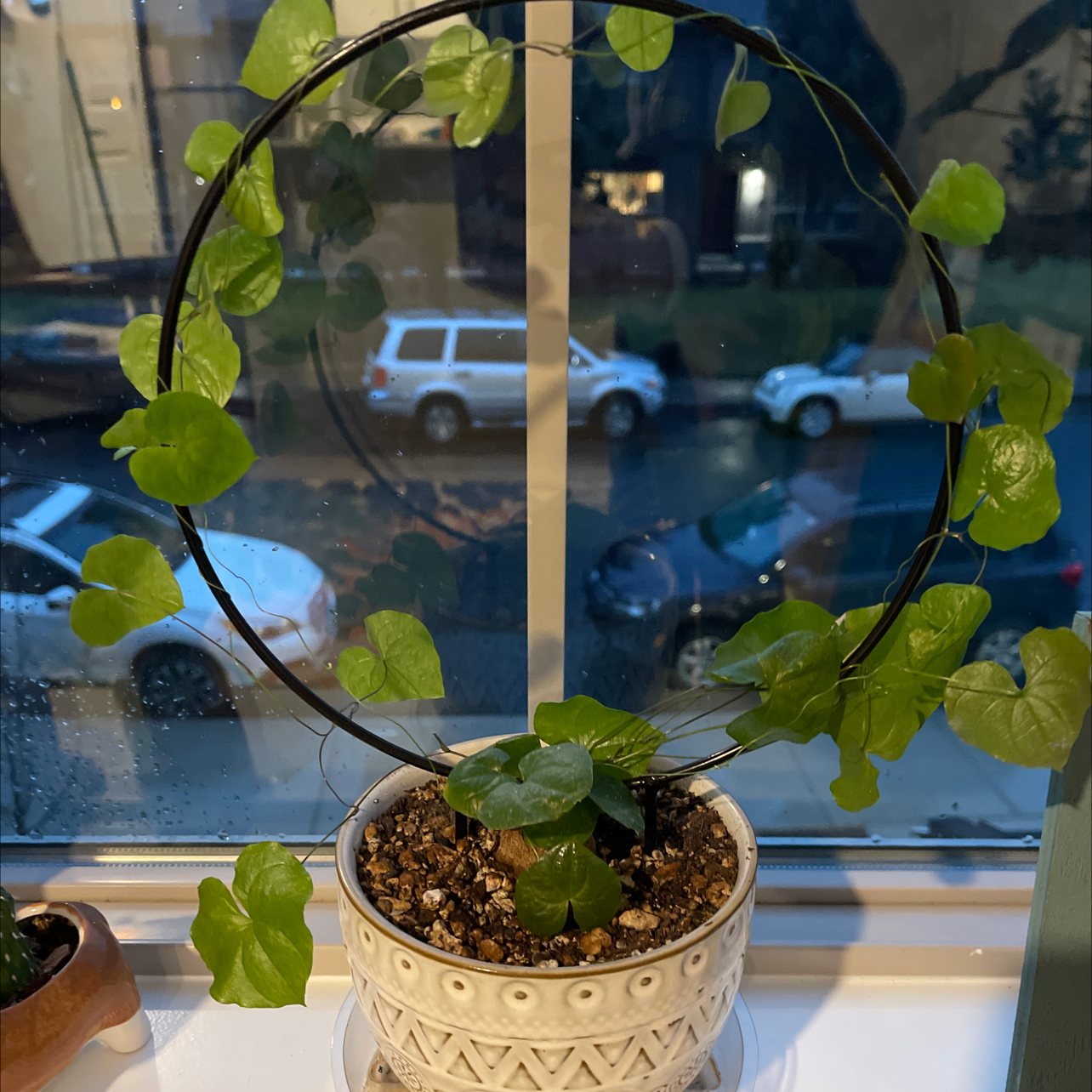 Potted Hottentot Bread plant with heart-shaped green leaves on a circular trellis, placed on a windowsill.