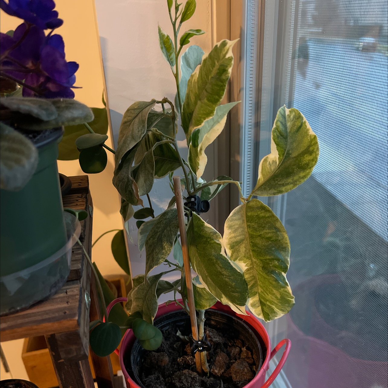 Variegated Pink Lemonade Lemon plant in a pink pot near a window, with visible soil.
