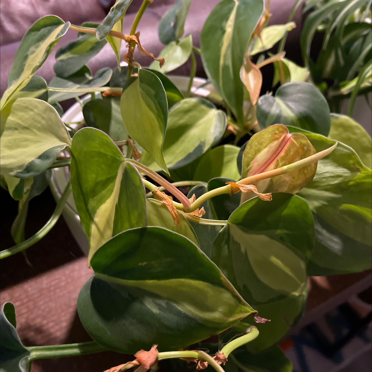 Brazil Philodendron with variegated leaves, some yellowing and browning visible.