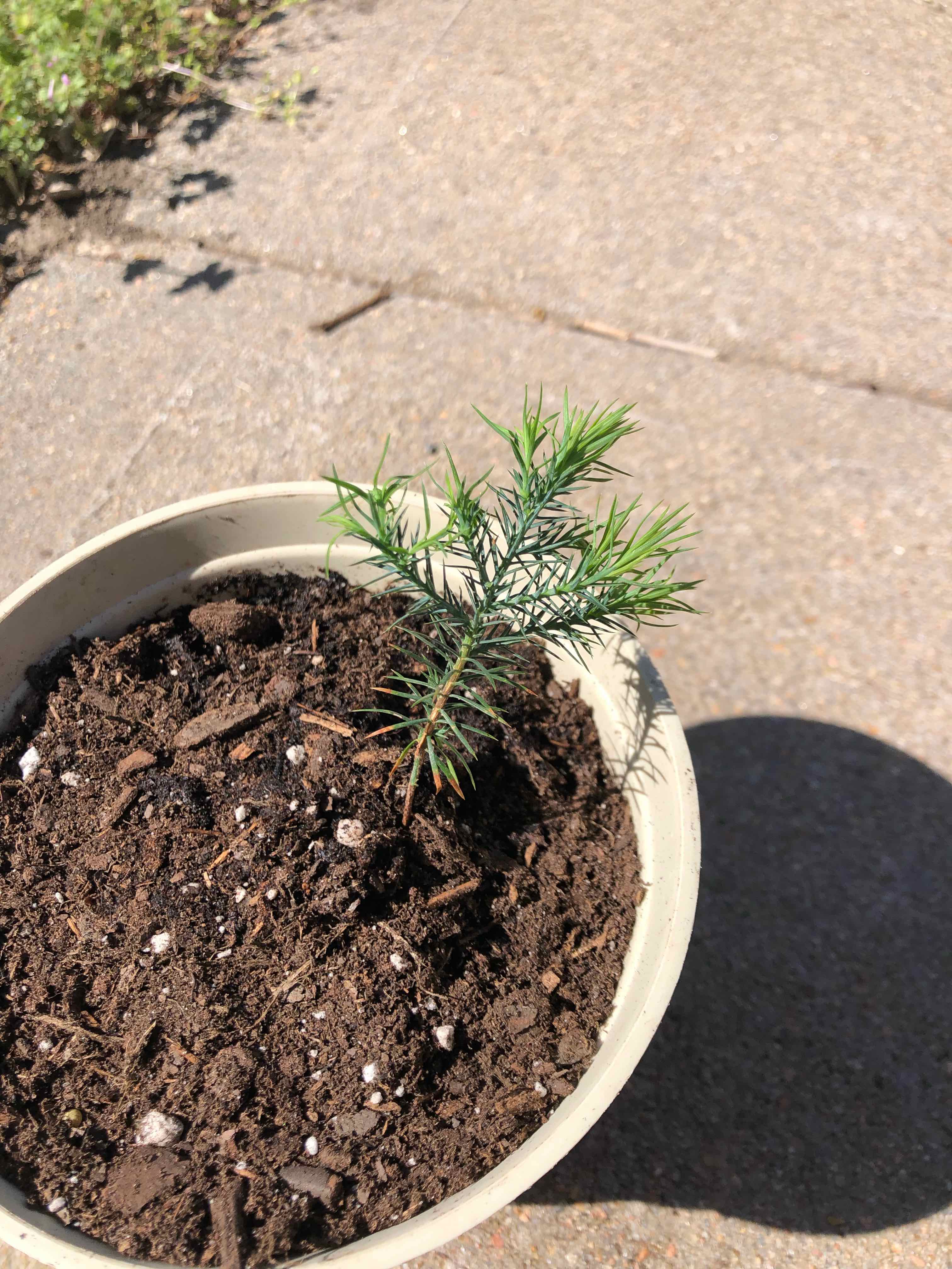 Plant care for Chinese Weeping Cypress on Greg, the plant care app