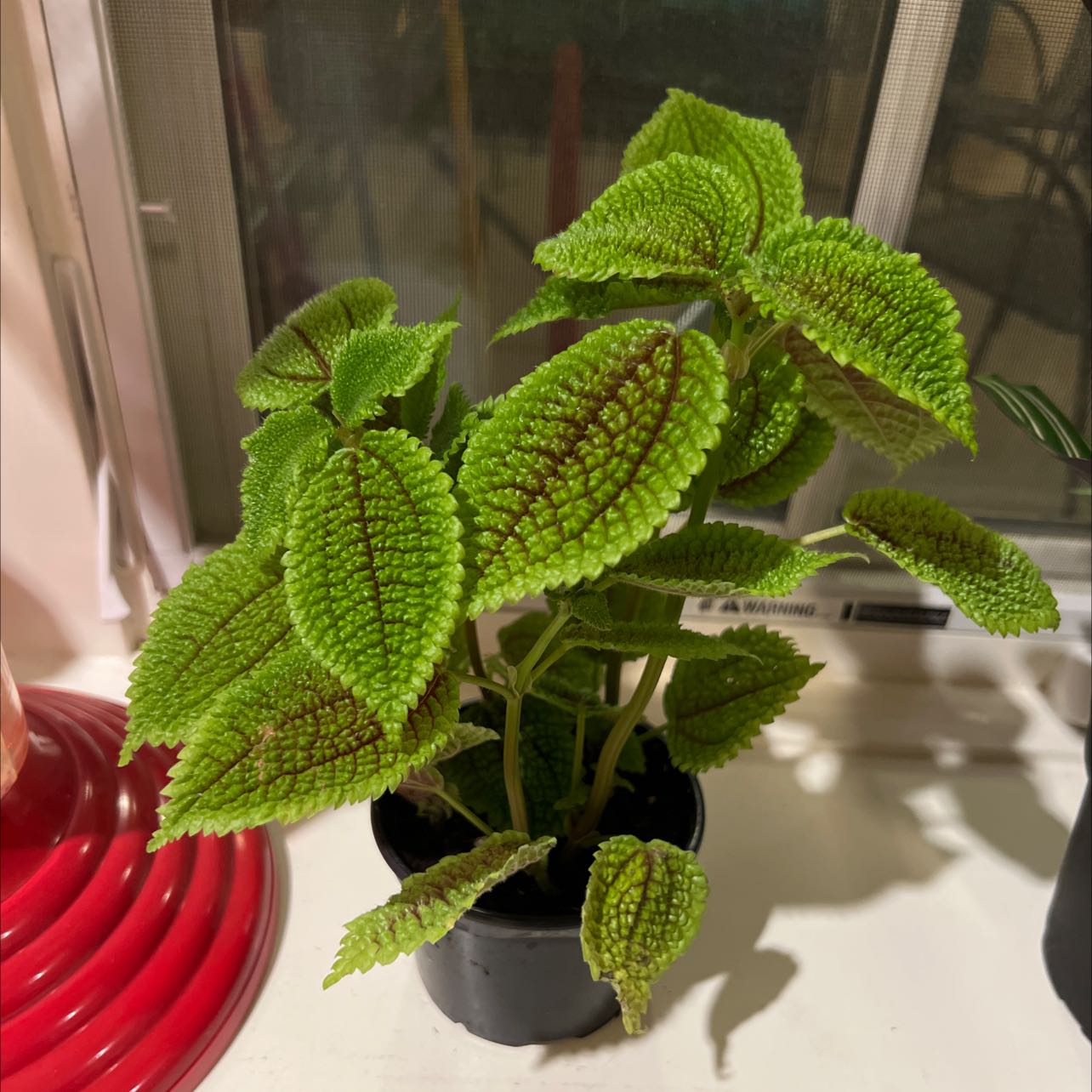 Pilea 'Moon Valley' plant with vibrant green, textured leaves in a small black pot.
