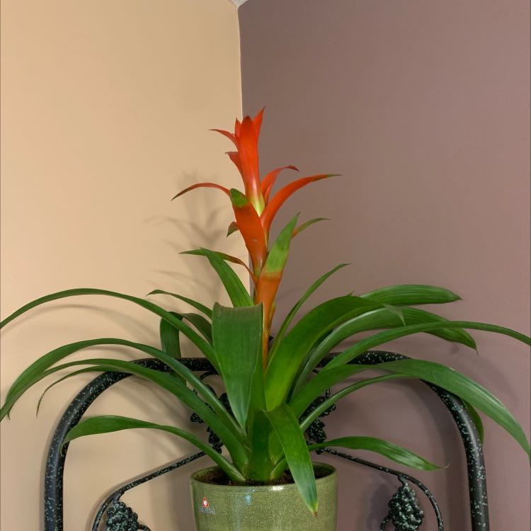 Bromeliad Medusa plant in a green pot with vibrant green leaves and a red flower spike.
