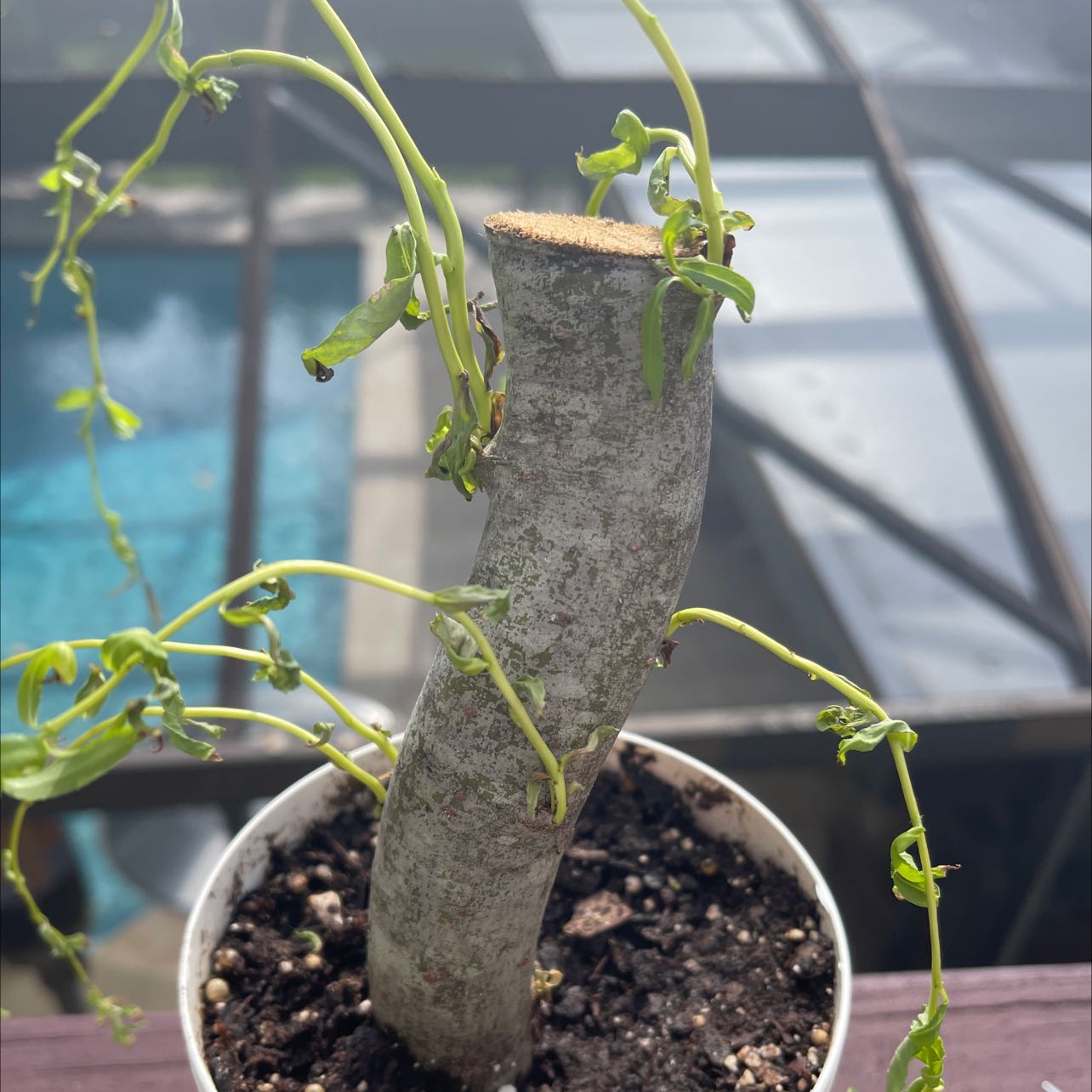 How Can You Tell If A Corkscrew Willow Is Dying?
