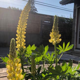 Big-Leaved Lupine plant in Somewhere on Earth