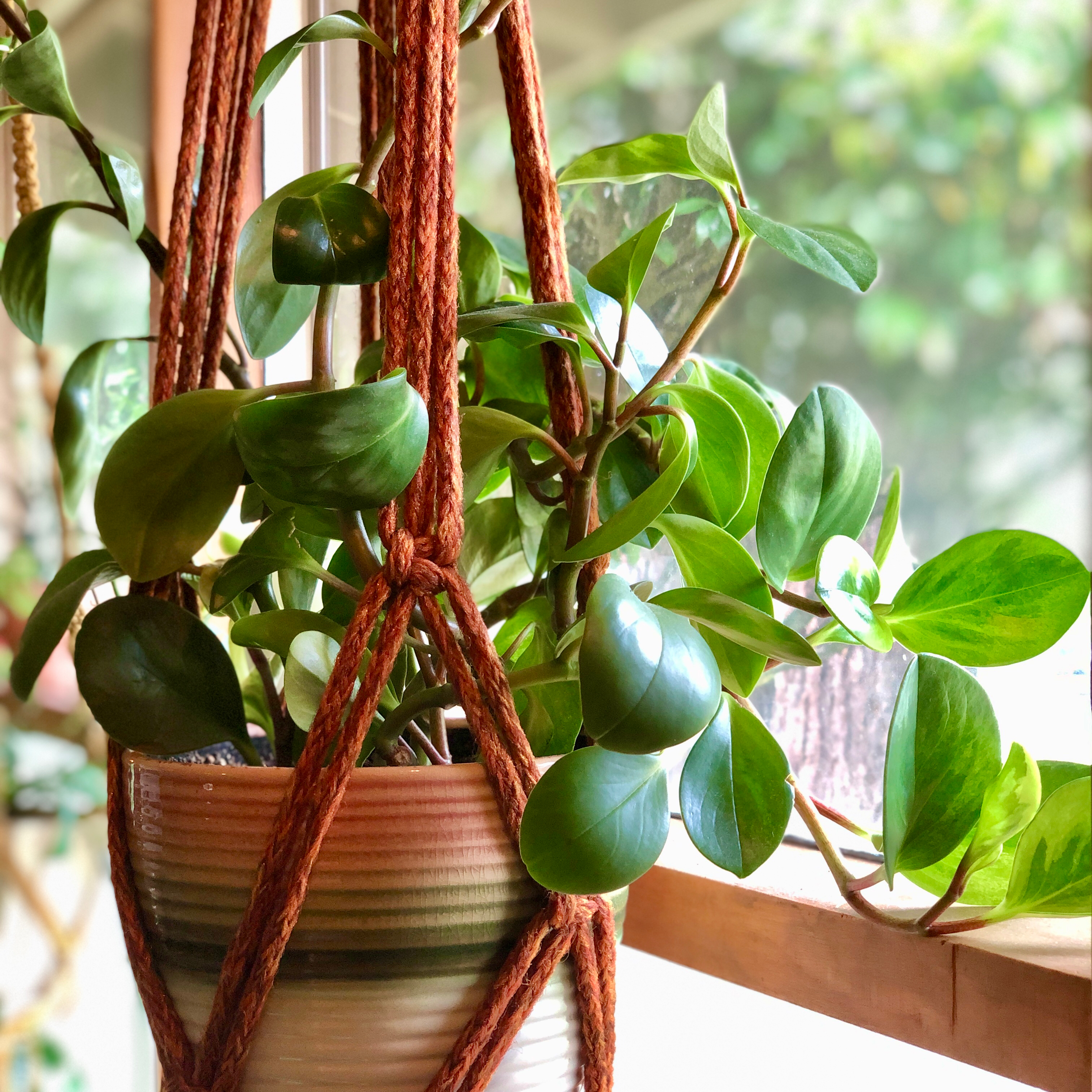 Baby Rubber Plant plant photo by @Nicole named Peperomia Obtusifolia on Greg, the plant care app.