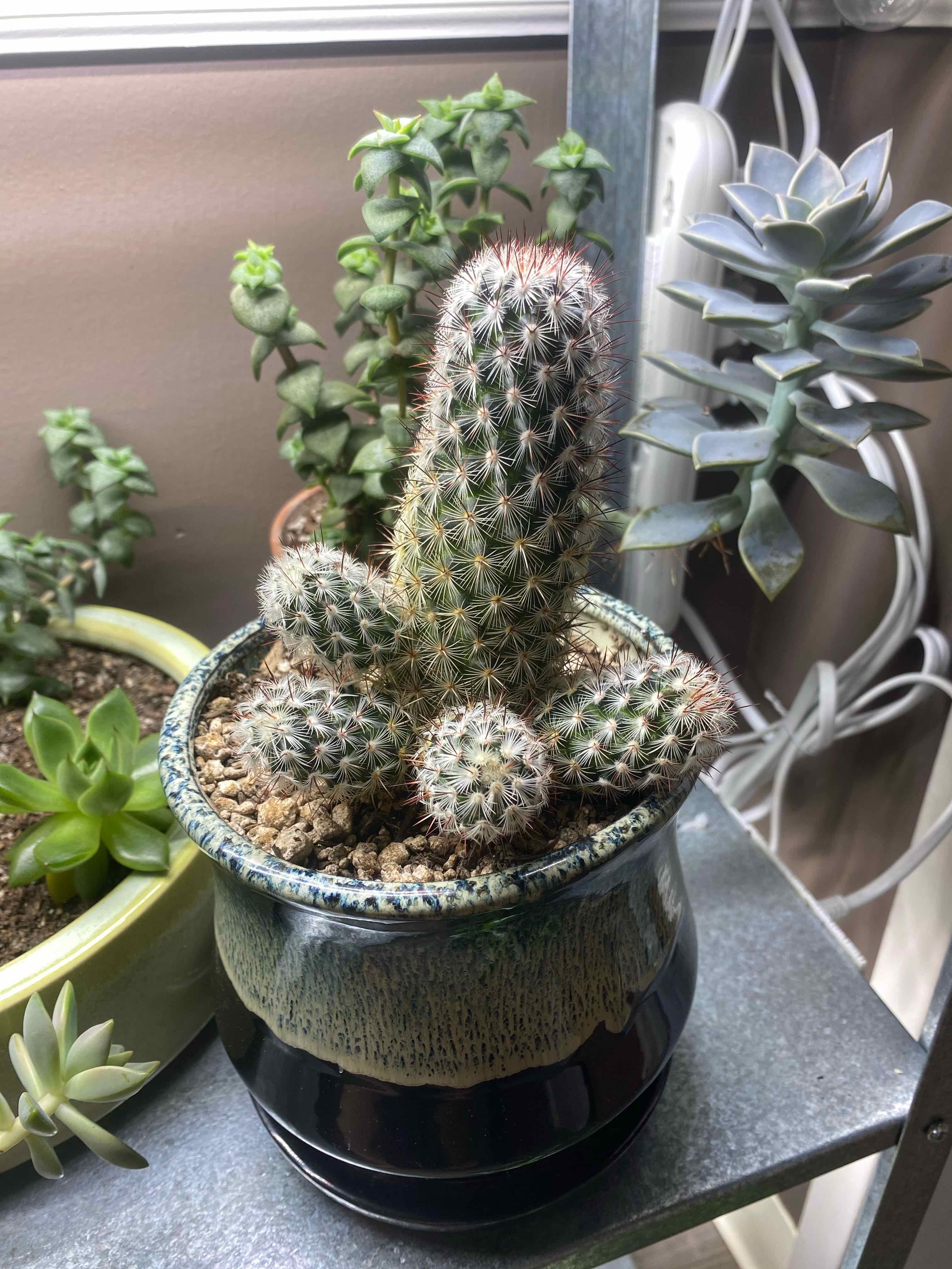 Spiny Pincushion Cactus in a pot with other succulents, well-framed and in focus.
