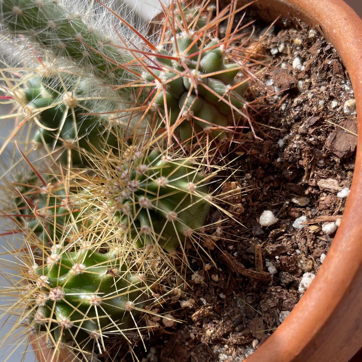 Photo of the plant species Thelocactus macdowellii by @Selenathesoul named The Spike Lee Joints on Greg, the plant care app