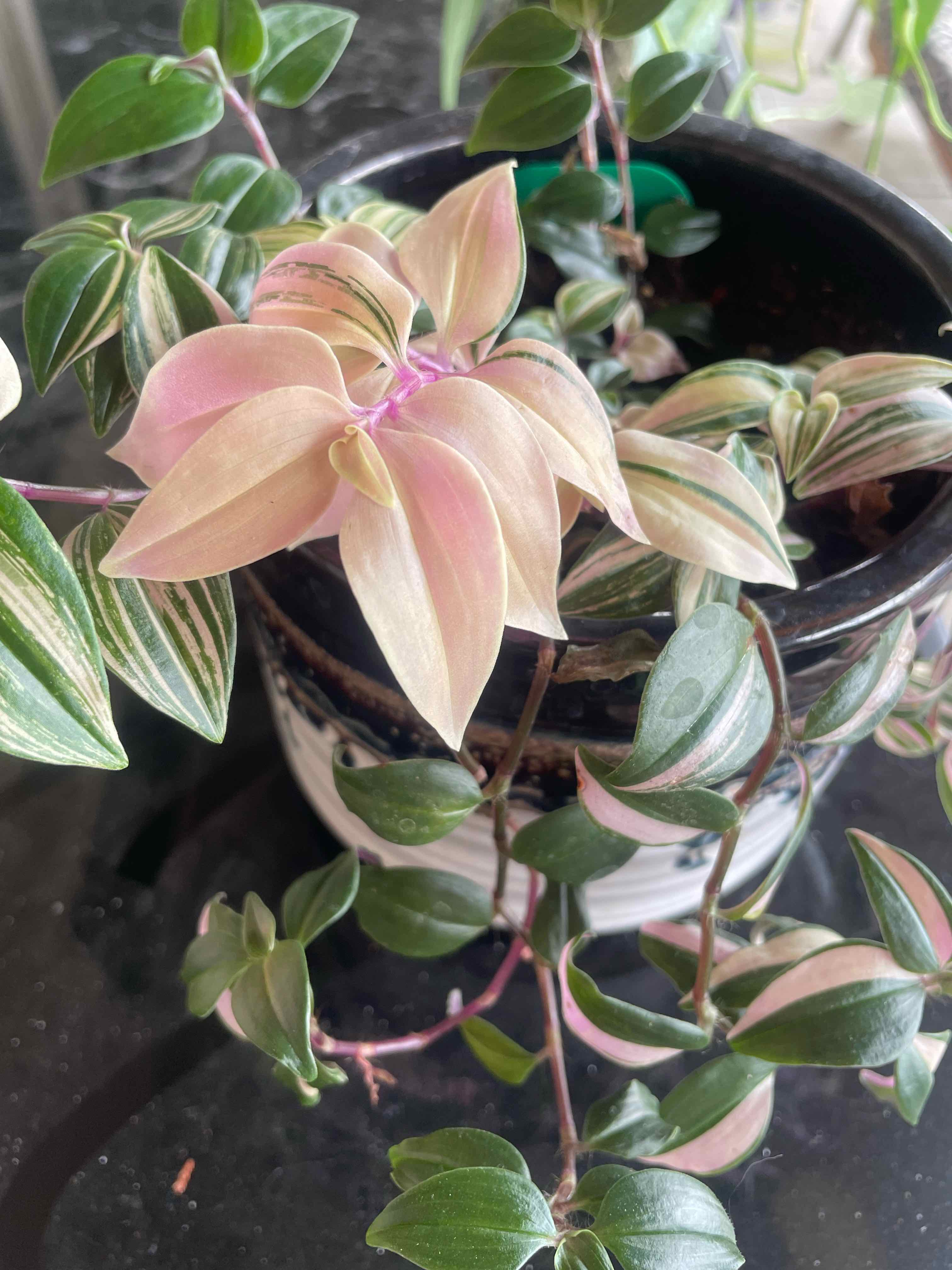 Photo of the plant species Rainbow Tradescantia by @WineyB named Elvira Mistress of the Dark on Greg, the plant care app