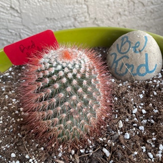 Lace Hedgehog Cactus plant in Tempe, Arizona
