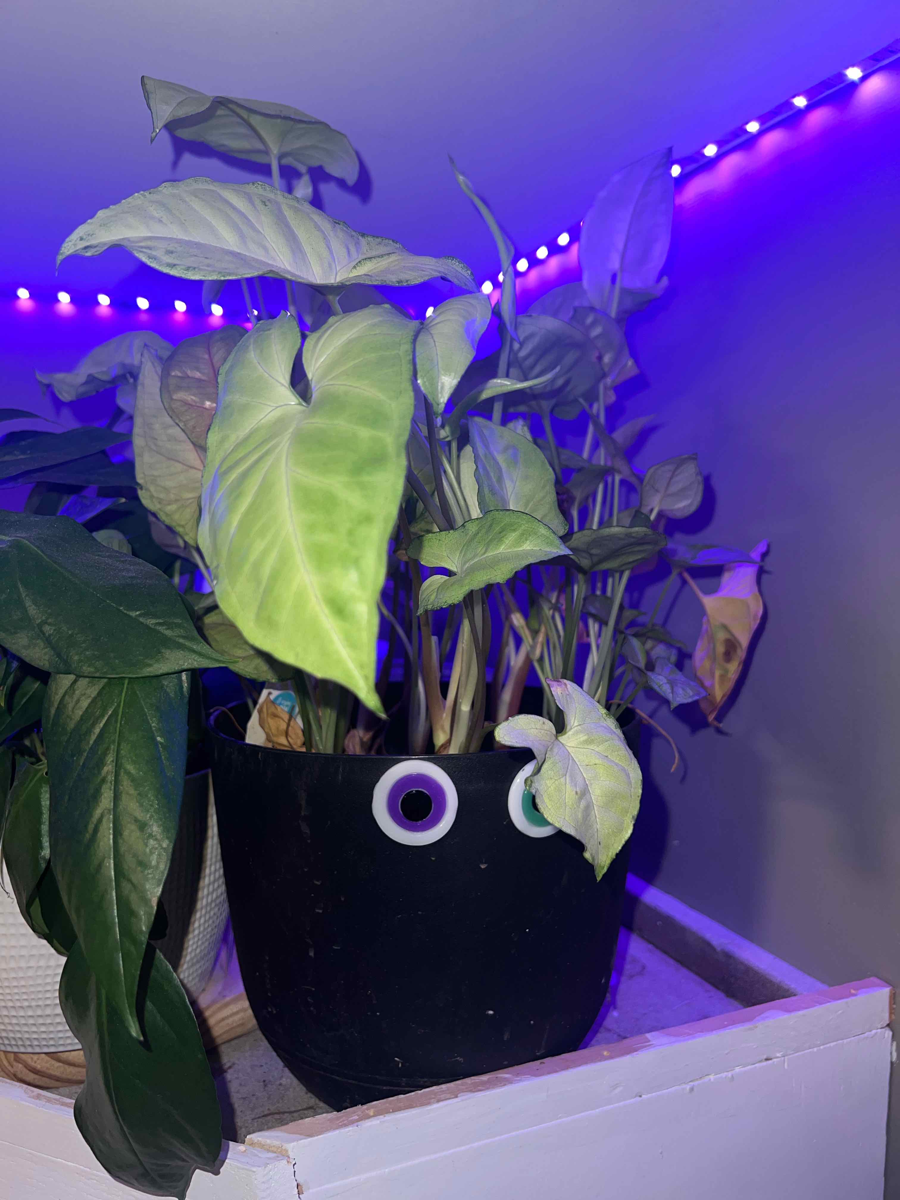 Syngonium 'Berry' plant in a pot with decorative eyes under purple LED lighting. Some leaves show yellowing and browning.