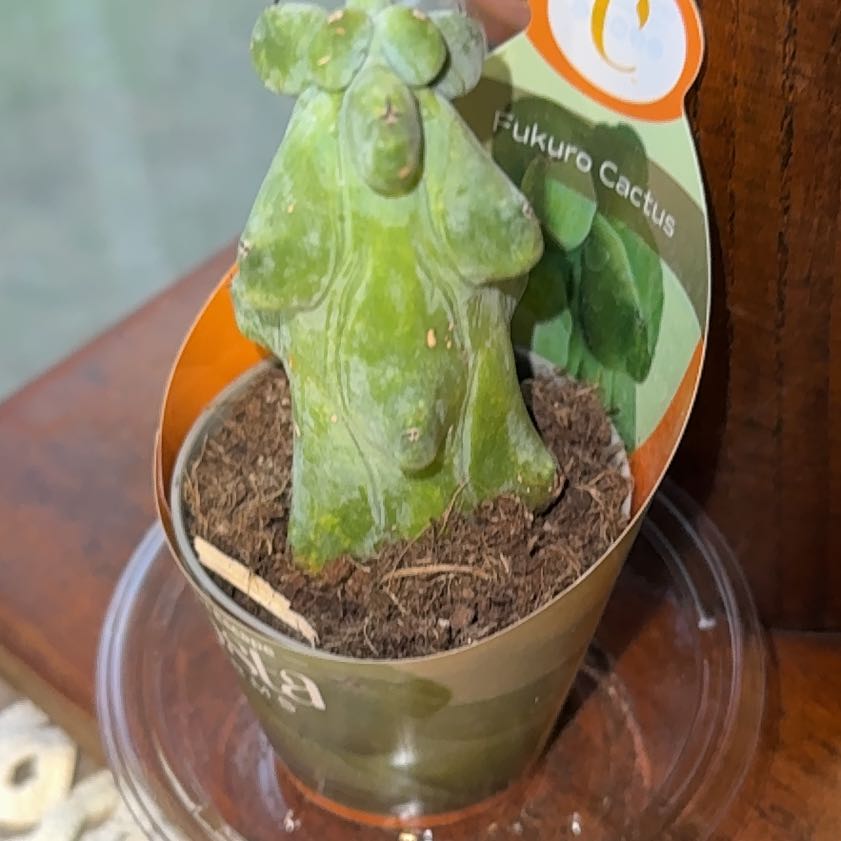 Photo of the plant species Boobie Cactus by @KrispyCraft named Rihanna on Greg, the plant care app