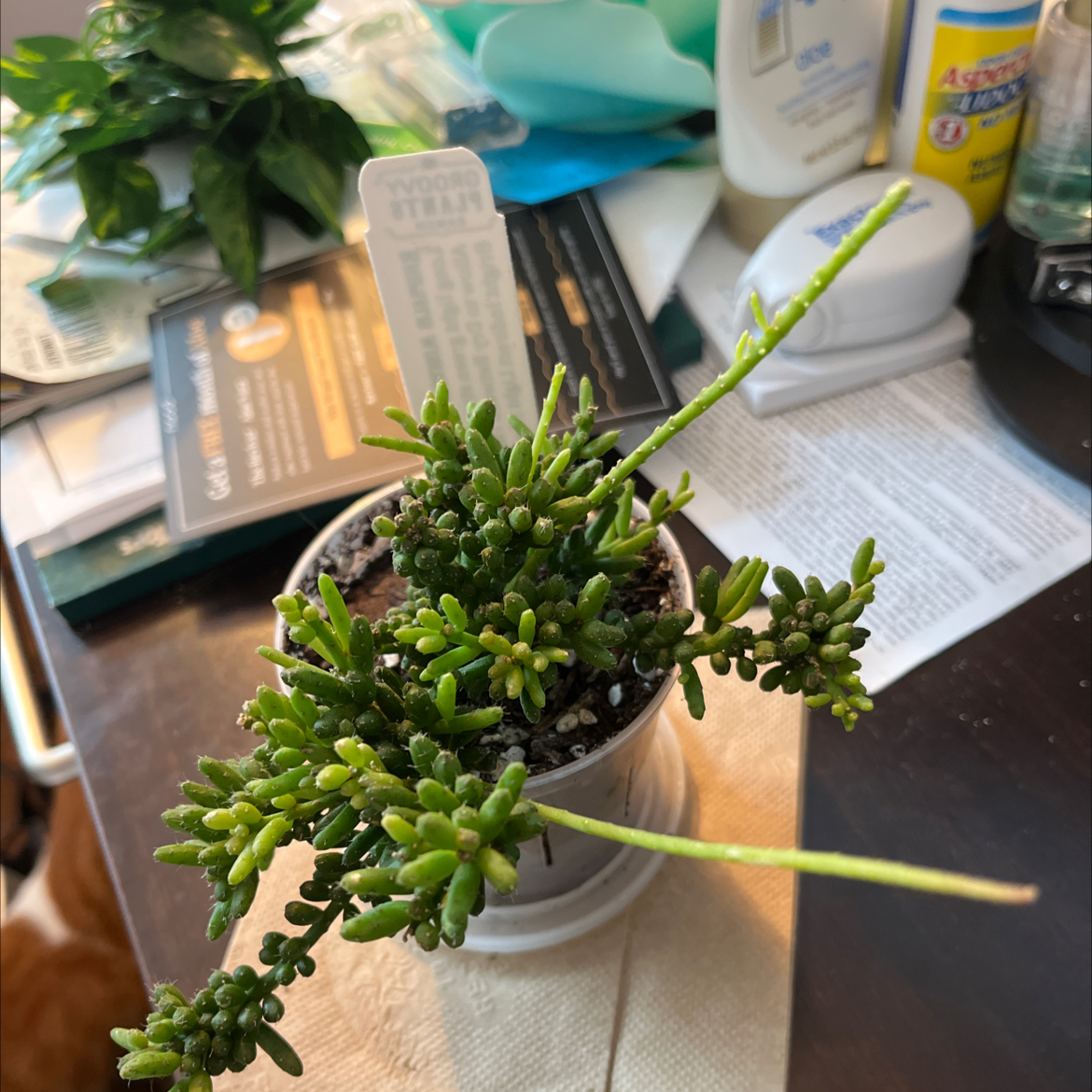 Photo of the plant species rhipsalis by @Stayinalive728 named Plato on Greg, the plant care app