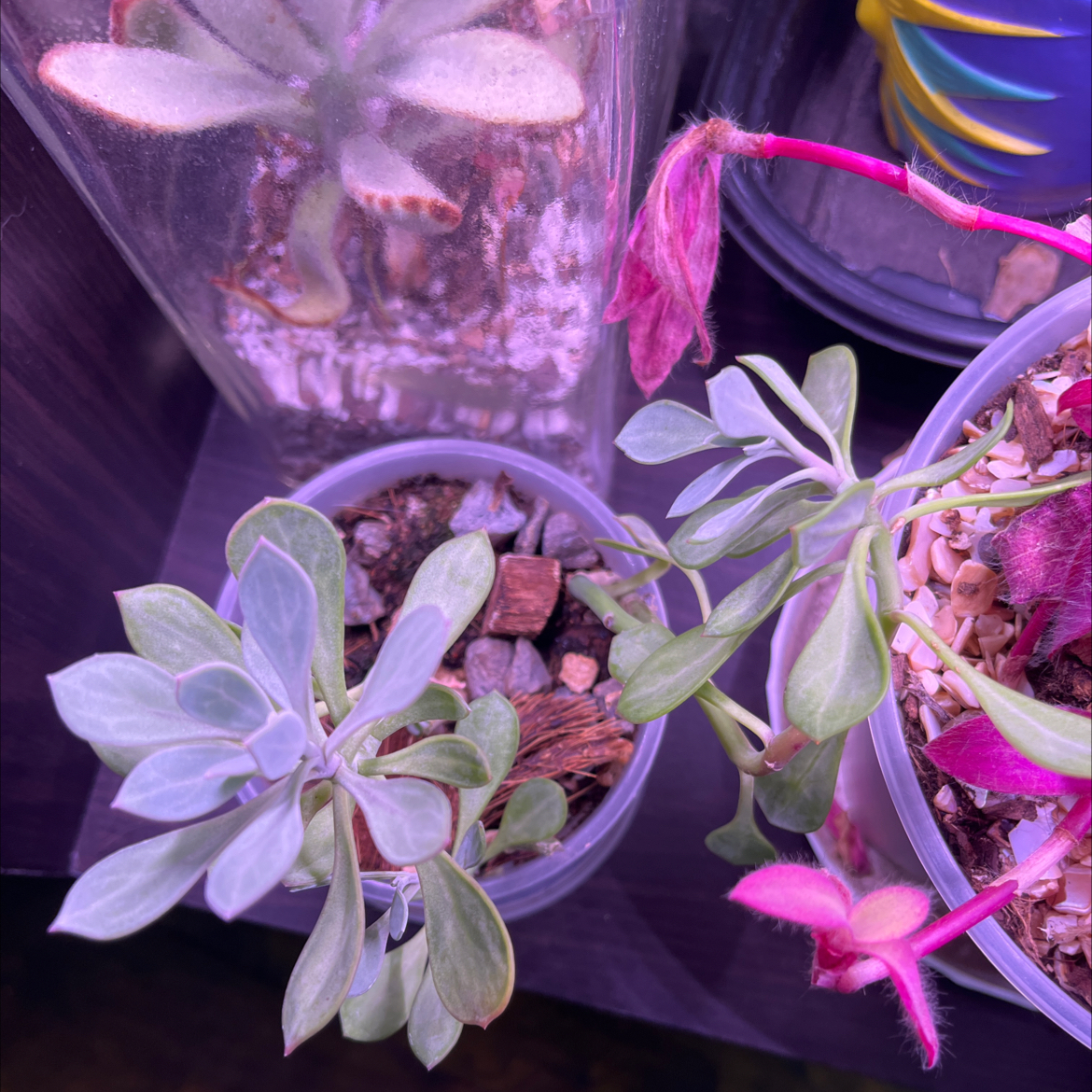 Photo of the plant species Red Dwarf Aster by @Stayinalive728 named Beckham on Greg, the plant care app