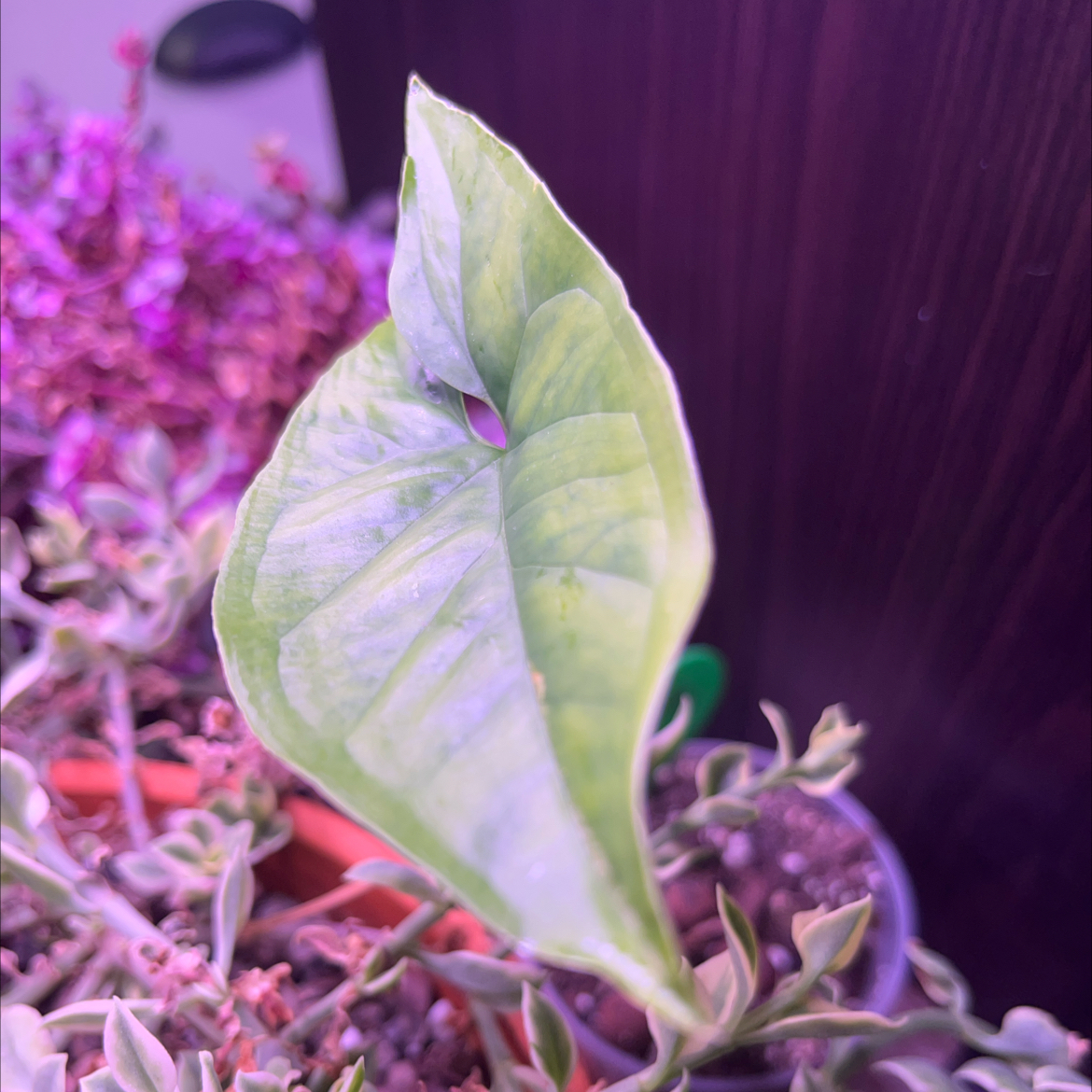 Close-up of a Syngonium aurea leaf with light green coloration, surrounded by other plants and soil.