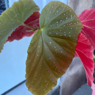 Angel Wing Begonia plant in Waterville, Ohio