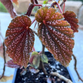 Polka Dot Begonia plant in Waterville, Ohio