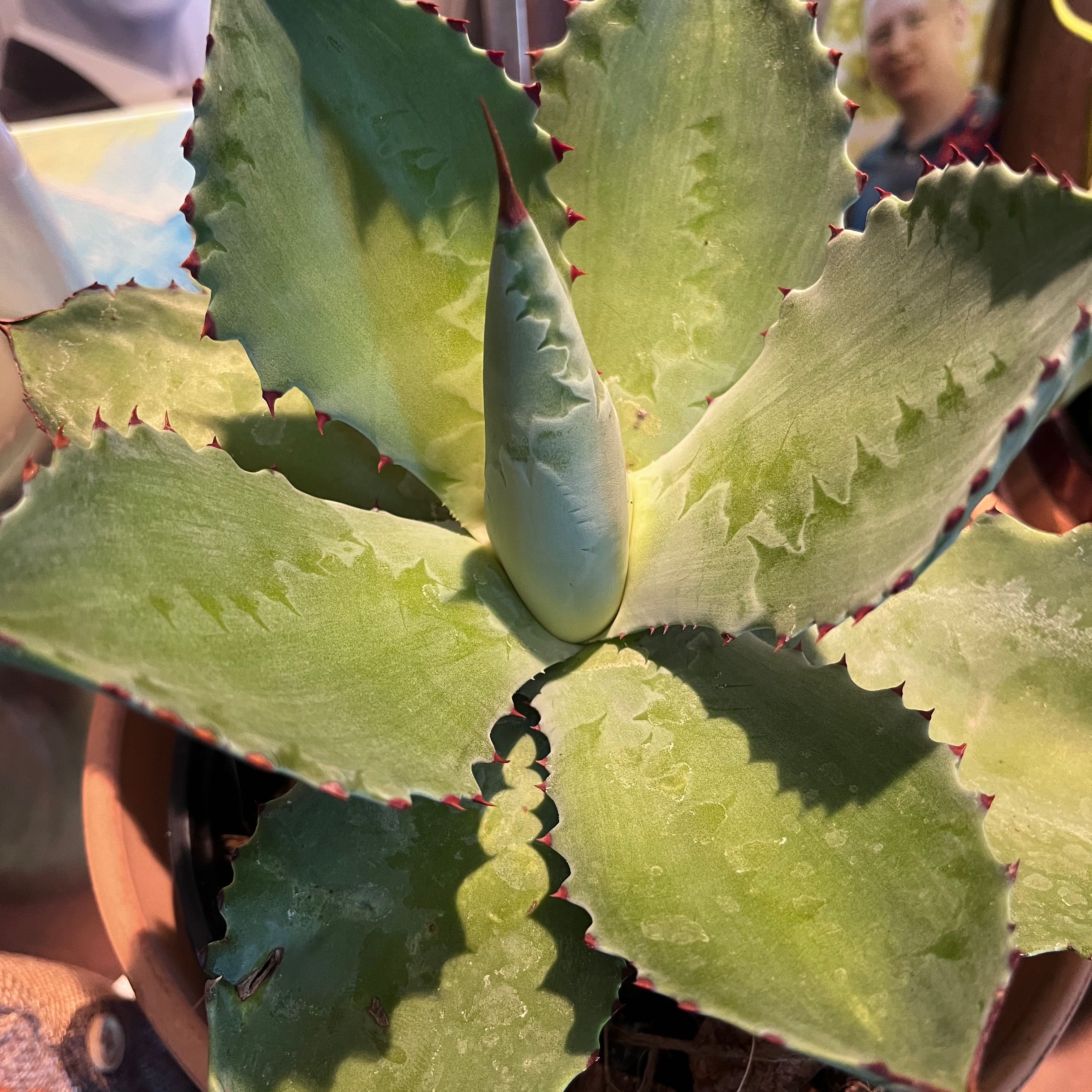 Photo of the plant species Agave Chiapensis by @Stayinalive728 named Xena on Greg, the plant care app