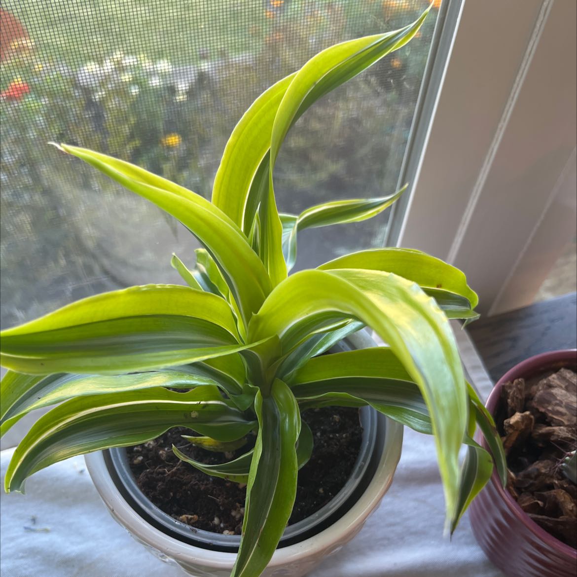 Lemon Surprise Snake Plant near a window with vibrant green leaves.